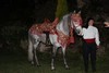 chevaux mariage oriental