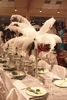 Veritable plume d autruche