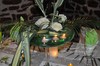 centre de Table vert amazone