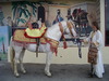 cheval de fantasia