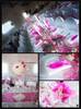 dcoration fushia / negafa 
