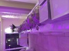 plats de service