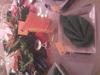 table les tropic 