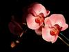  Hammam Orchide
