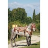  Location Chevaux Mariage